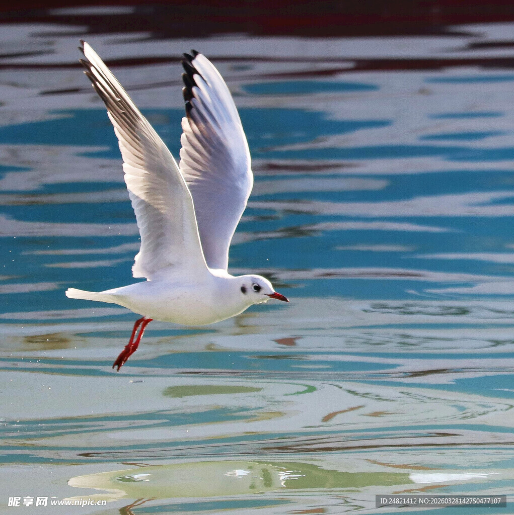 海鸥掠水飞翔