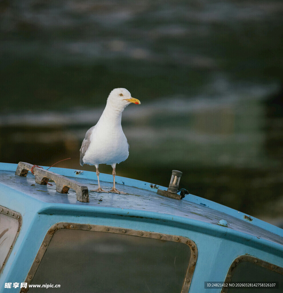 海鸥立于蓝色车顶