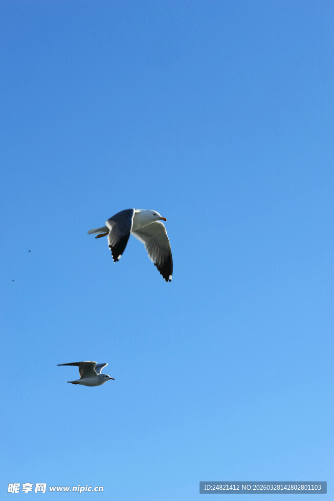 蓝天中翱翔的两只海鸥