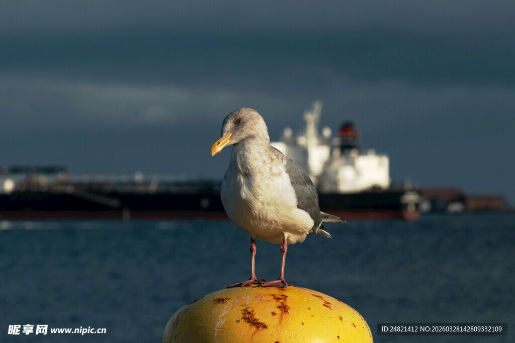 白鸟立于黄色浮标之上