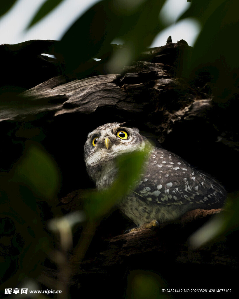 藏于枝叶间的猫头鹰