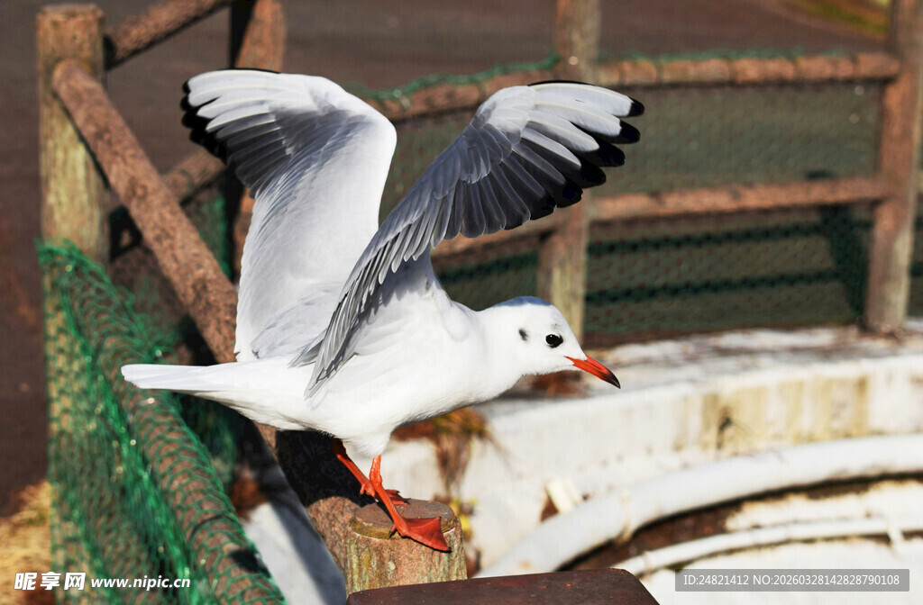 海鸥展翅于船边