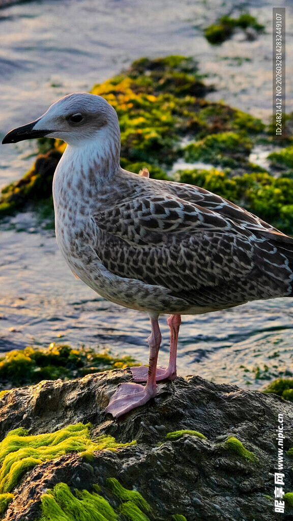 岩石上的灰羽海鸥