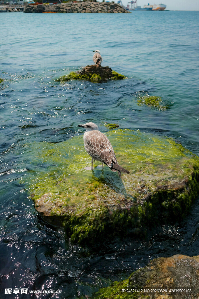 礁石上的海鸟