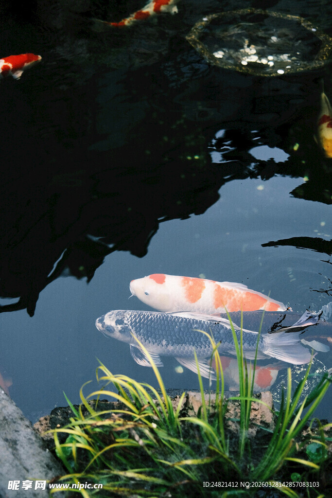 池塘中游弋的美丽锦鲤