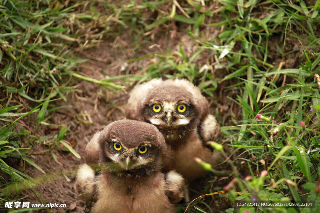 草丛中的两只可爱小鸟