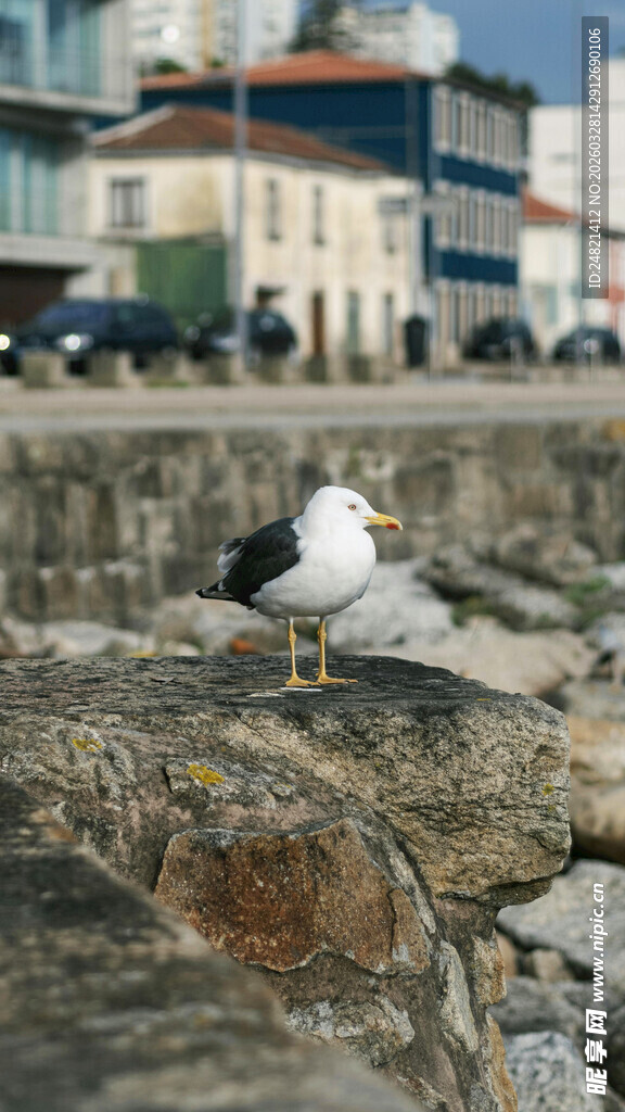 海边岩石上的一只海鸥