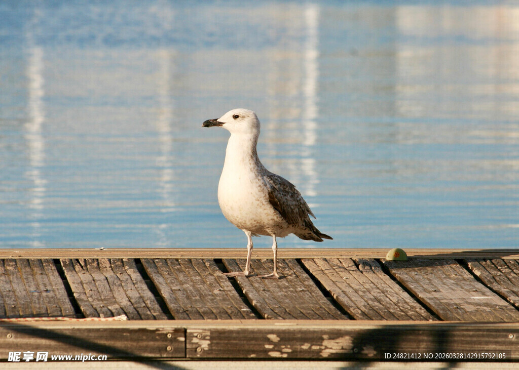 木栈道上的单只海鸥