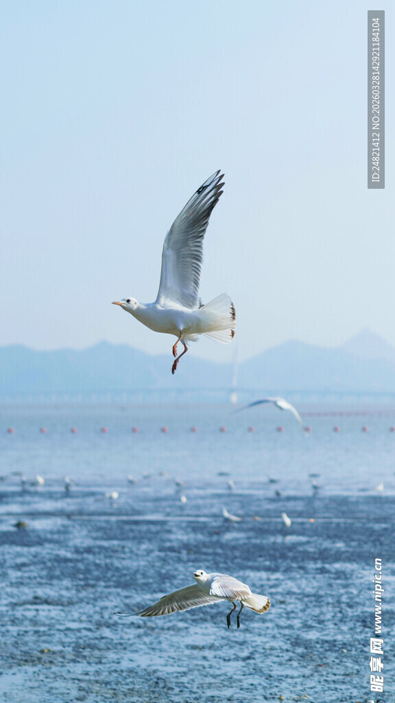 海面上飞翔的灵动海鸥