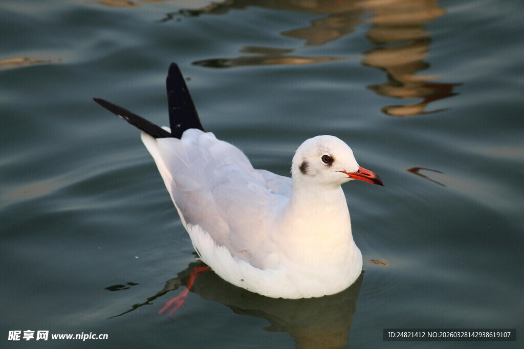 水中畅游的白色海鸥