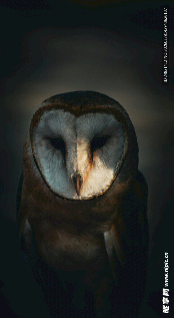 黑暗中的凝视猫头鹰
