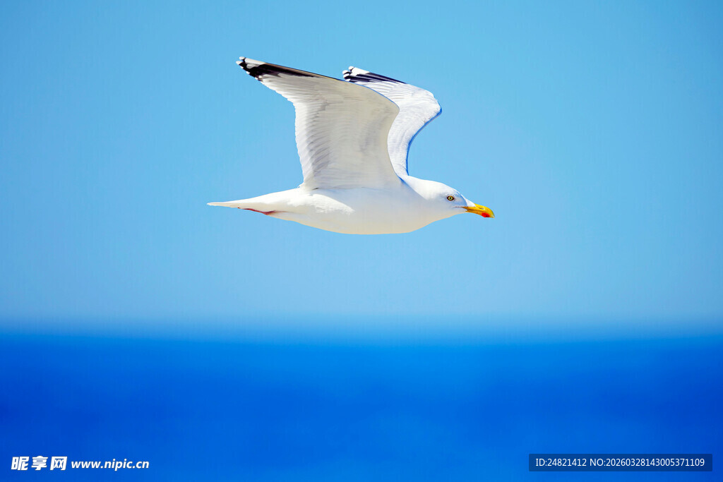 蓝天海鸥飞翔之美