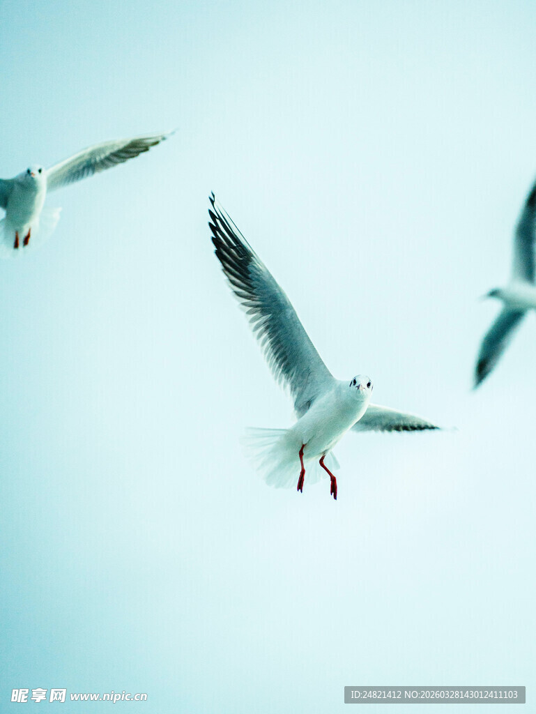 蓝天中飞翔的几只海鸥