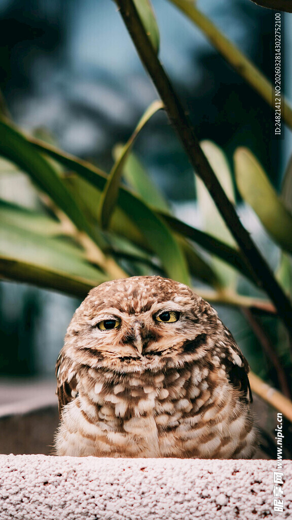 可爱仰头猫头鹰