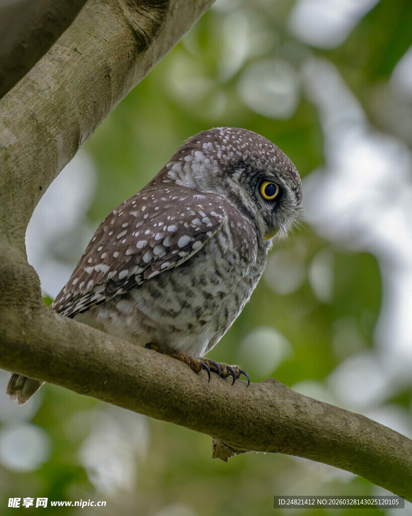 枝头的斑点猫头鹰