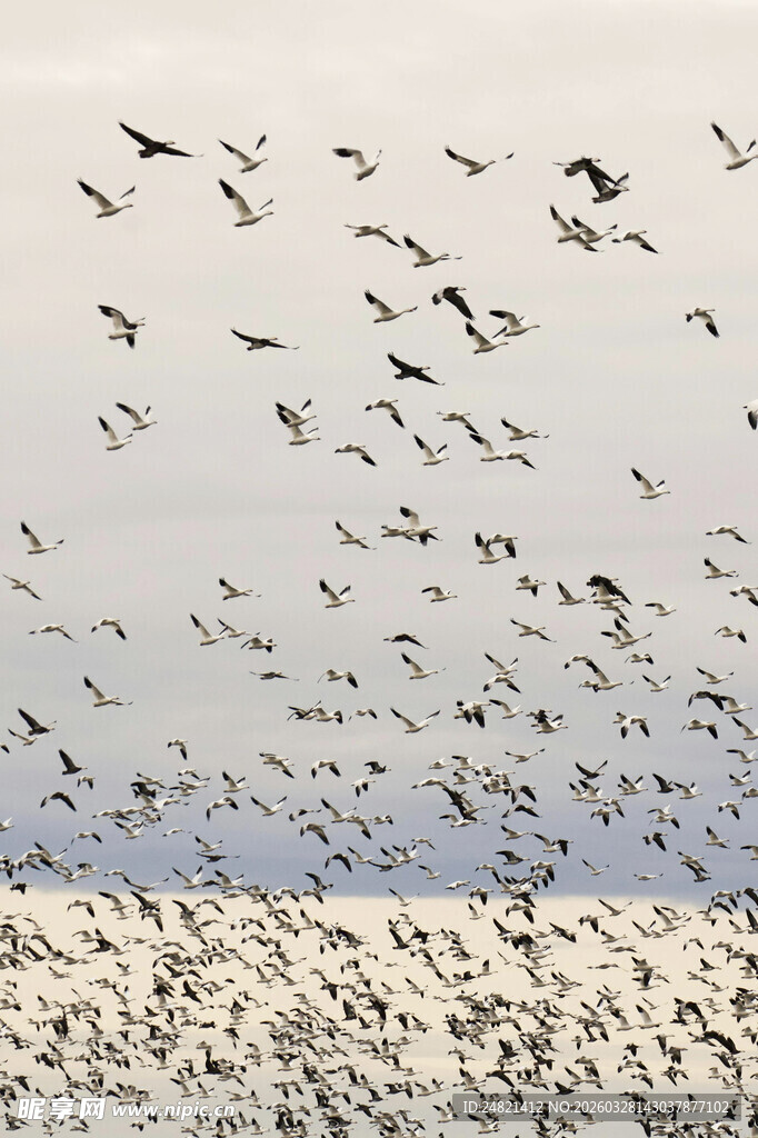 群鸟翱翔于天际