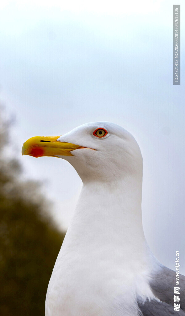 海边黄喙海鸥特写
