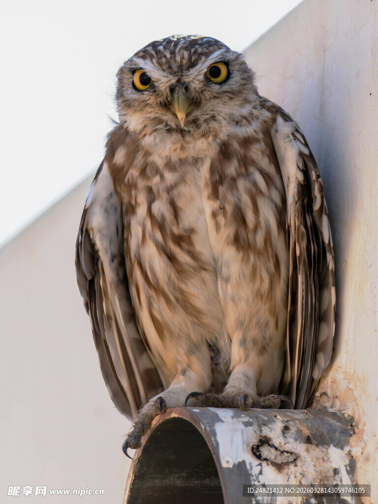 栖息的褐纹小猫头鹰