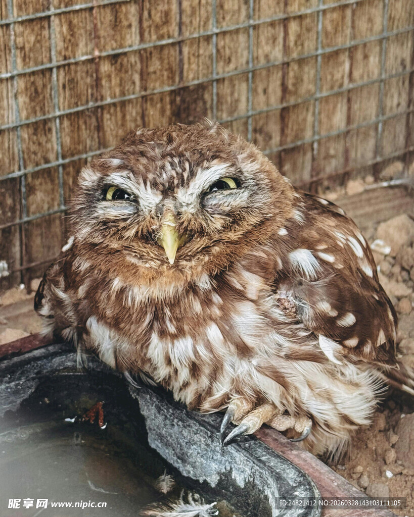笼中猫头鹰特写