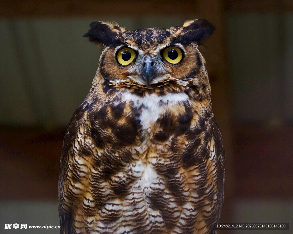 威严猫头鹰特写
