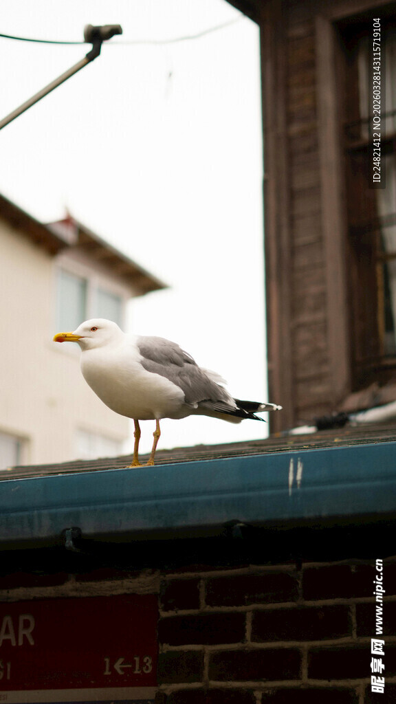 屋顶上的海鸥