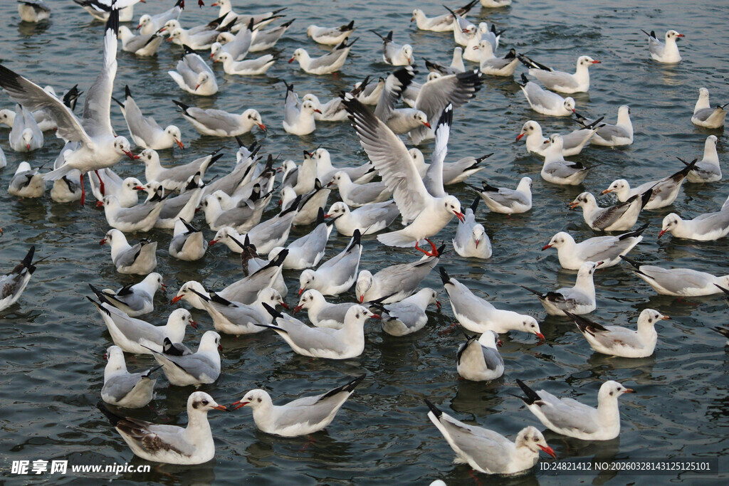群鸟聚集水面景象