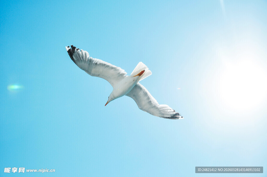 蓝天中翱翔的白色海鸥