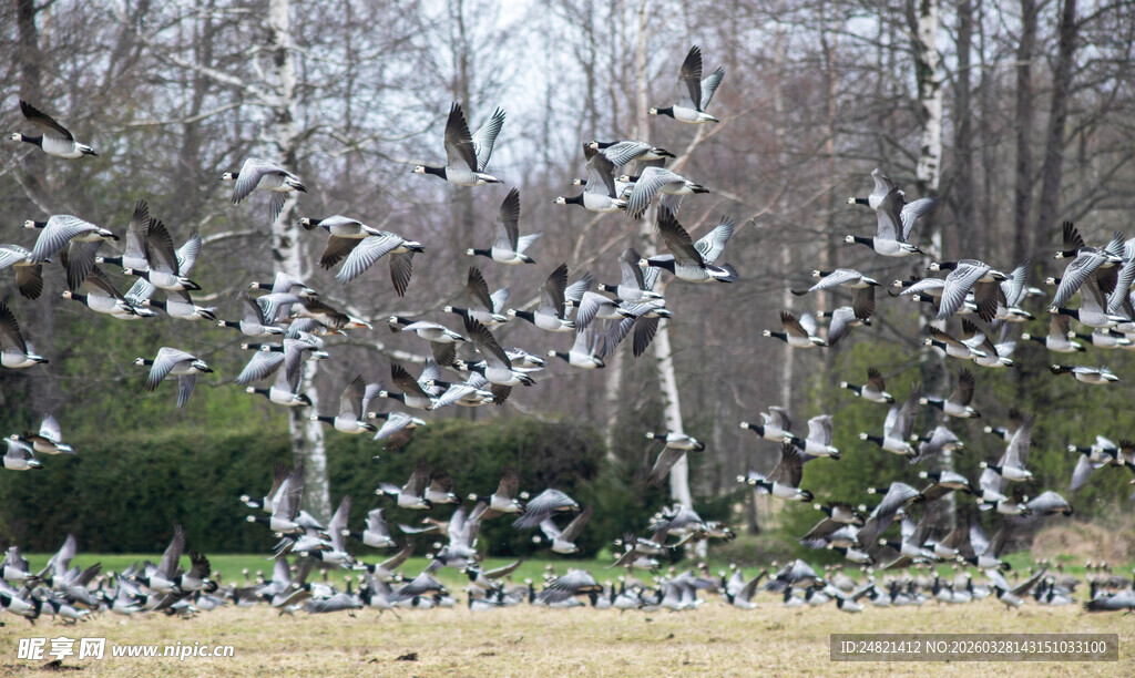 群鸽飞舞的公园景象