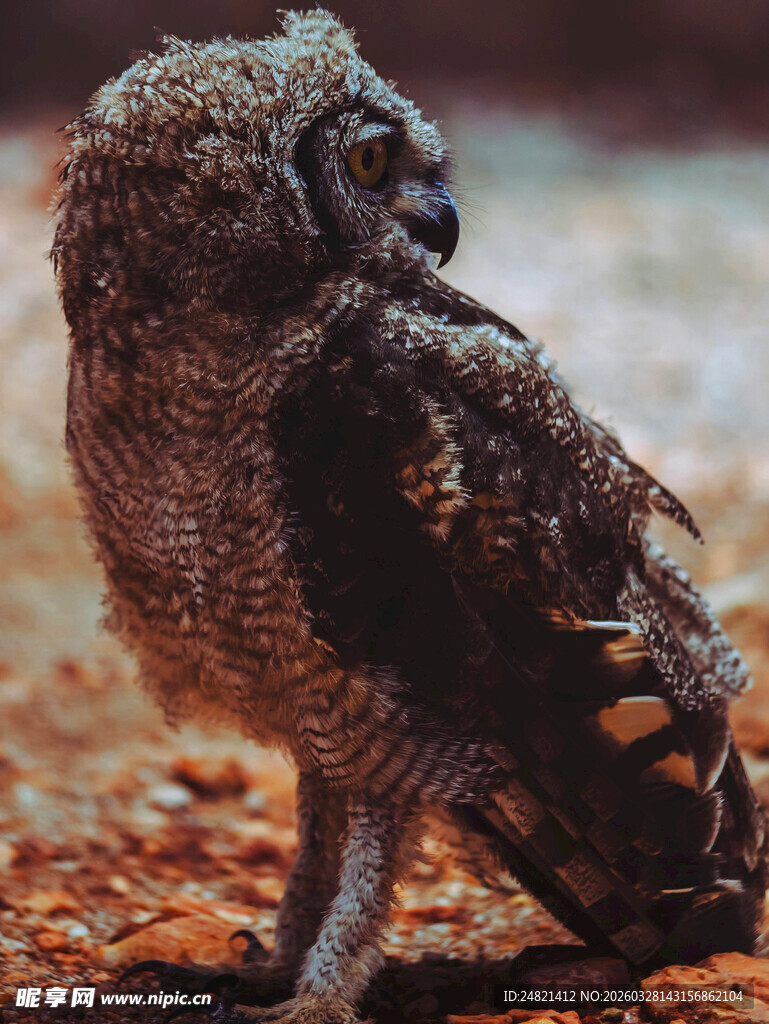 站立的猫头鹰