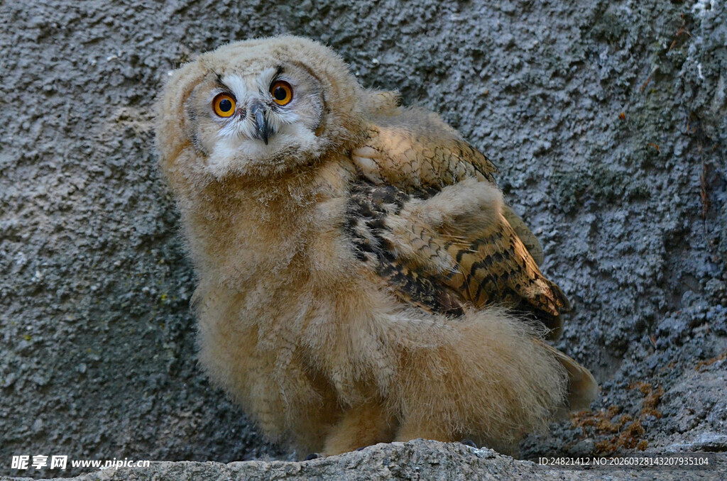 呆萌猫头鹰栖息于岩石上