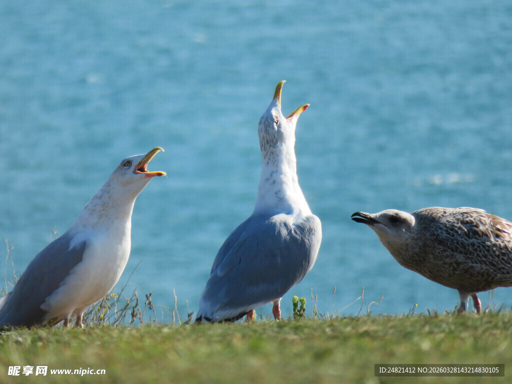 海边草地上的几只海鸥