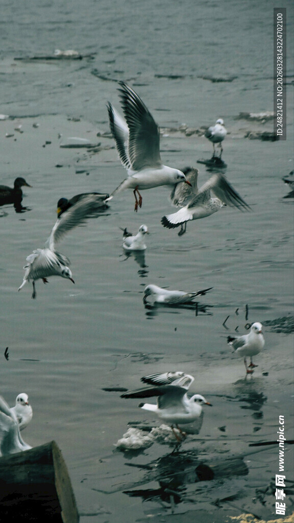 海面上群鸥飞舞的景象