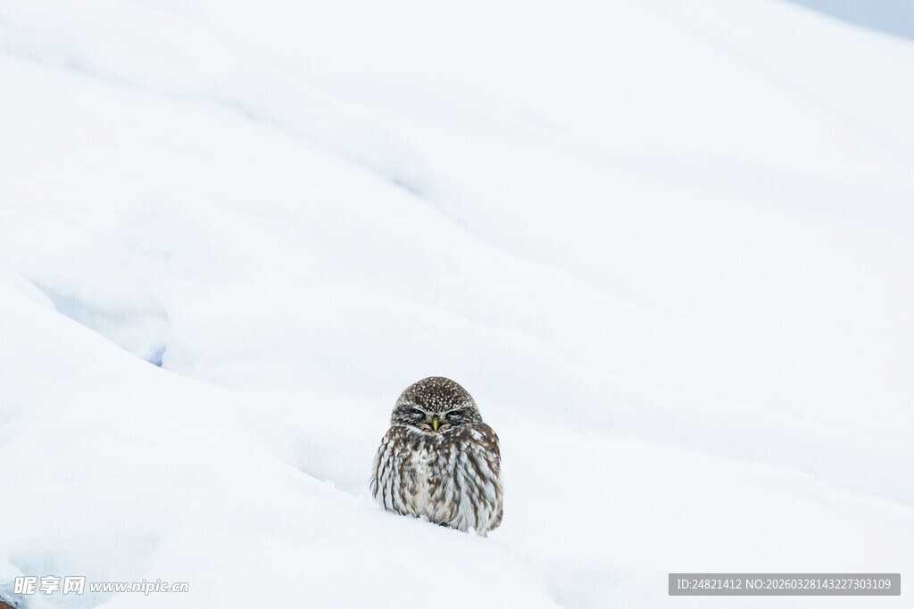 雪地中的独行鸟