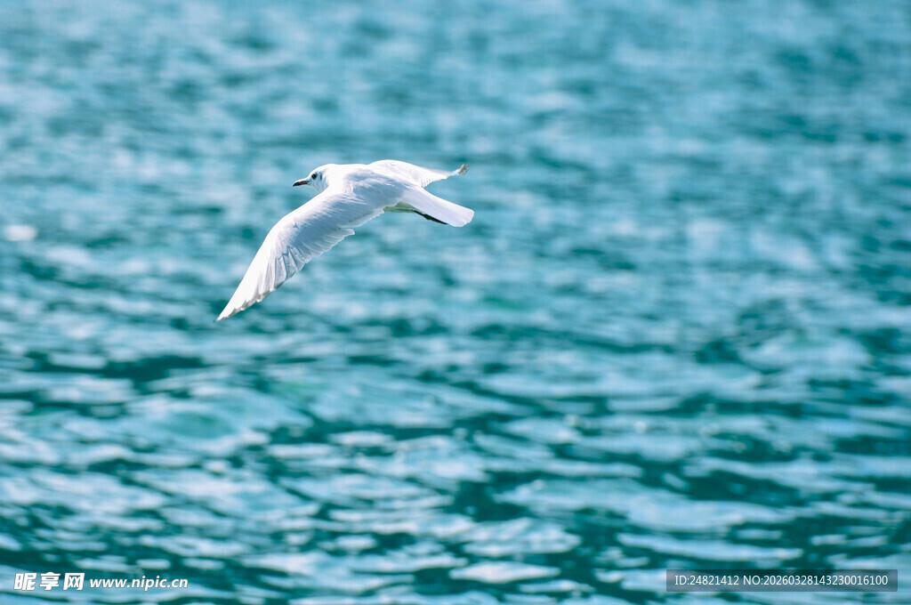 海鸥翱翔于碧波之上