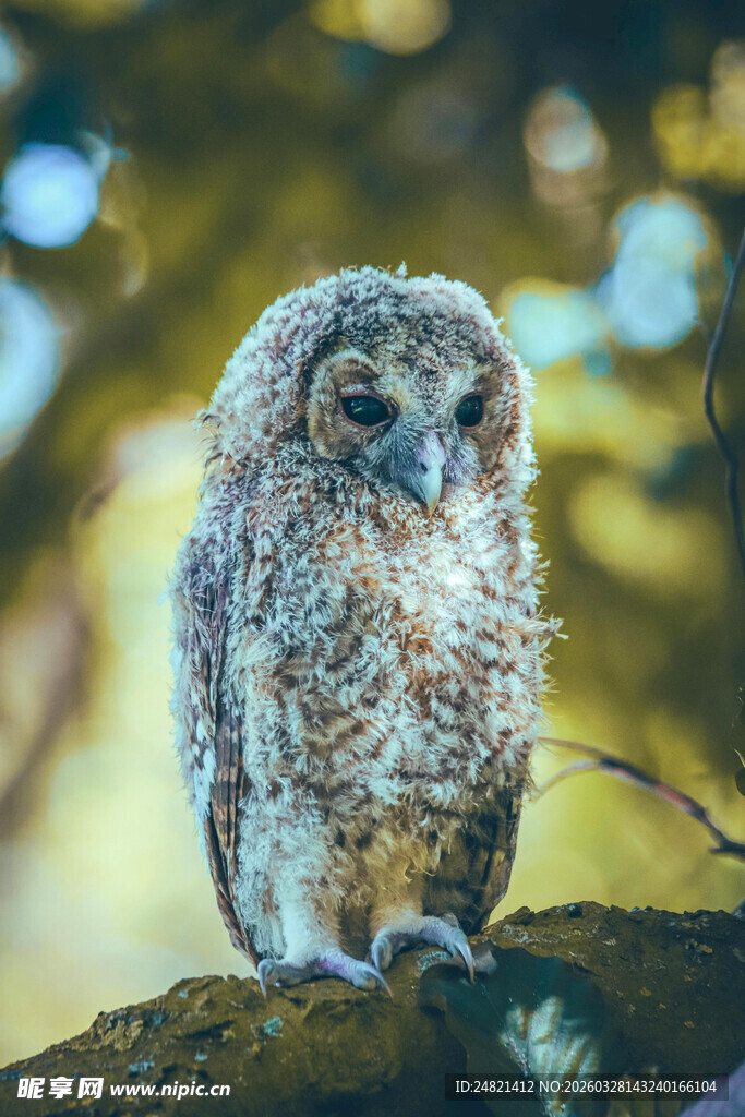 树枝上的可爱猫头鹰