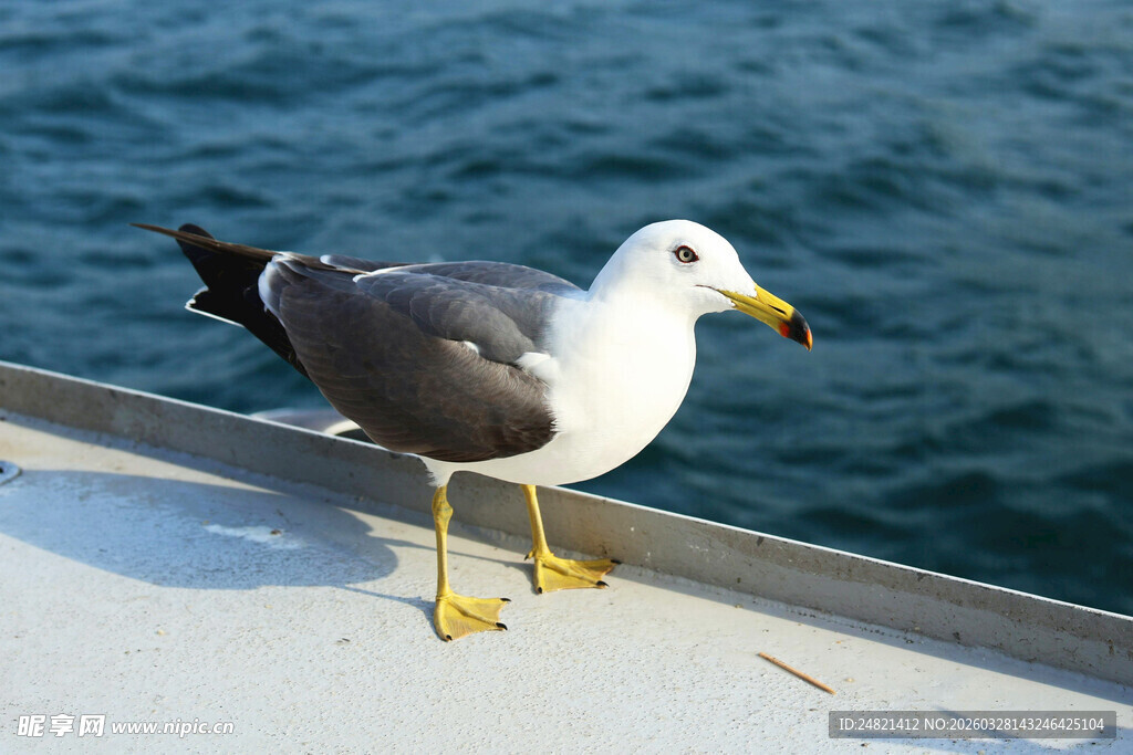 船边站立的海鸥