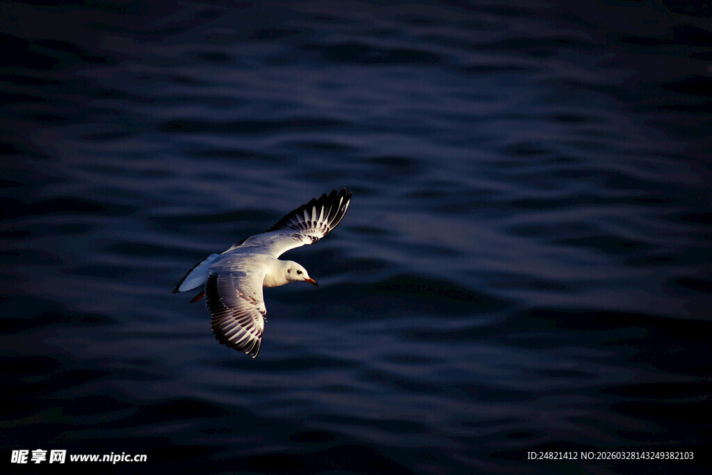 海鸥于海面翱翔
