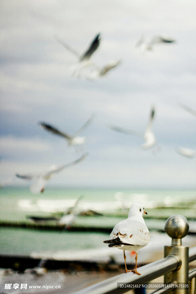海边栏杆上的海鸥与群鸟