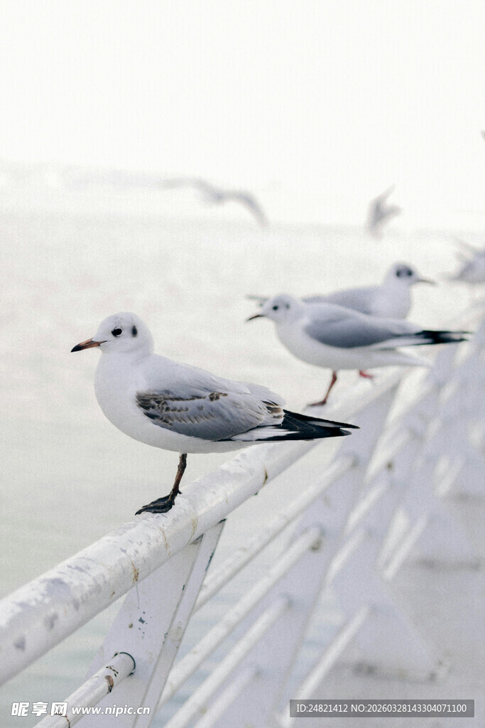 海鸥立于栏杆眺望远方