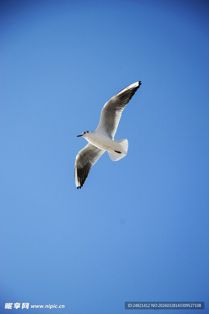 蓝天中翱翔的白色海鸥