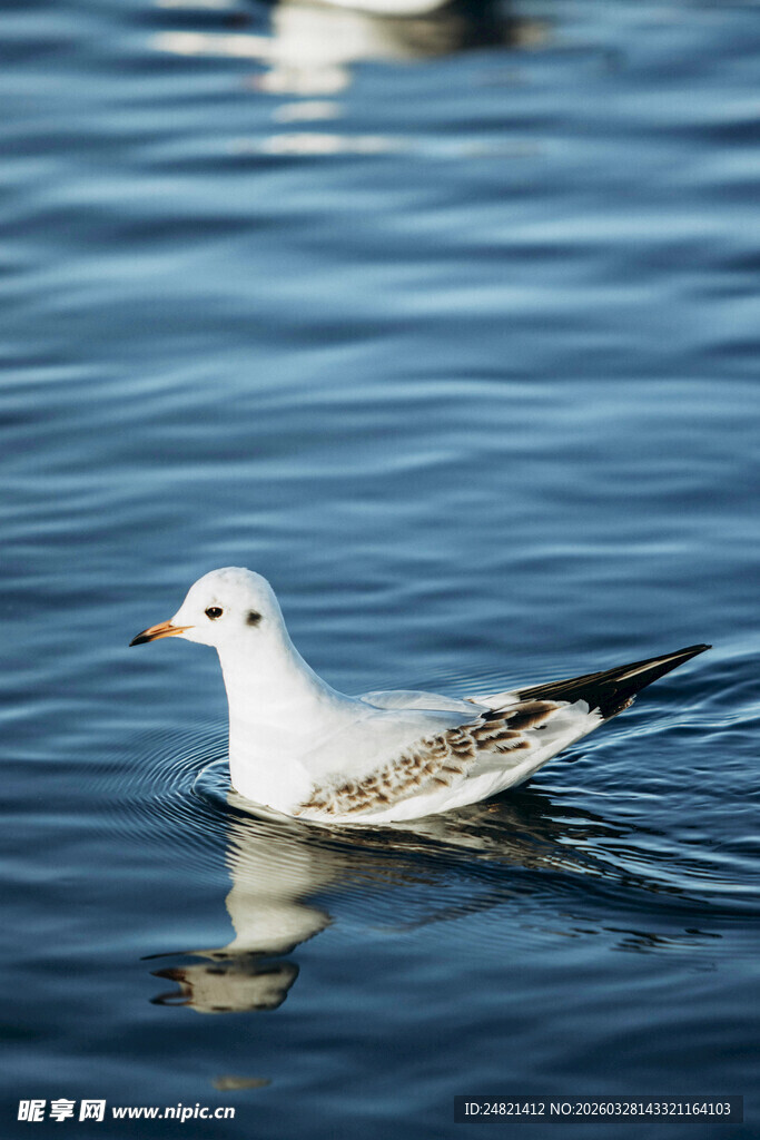水面上悠游的白色海鸥