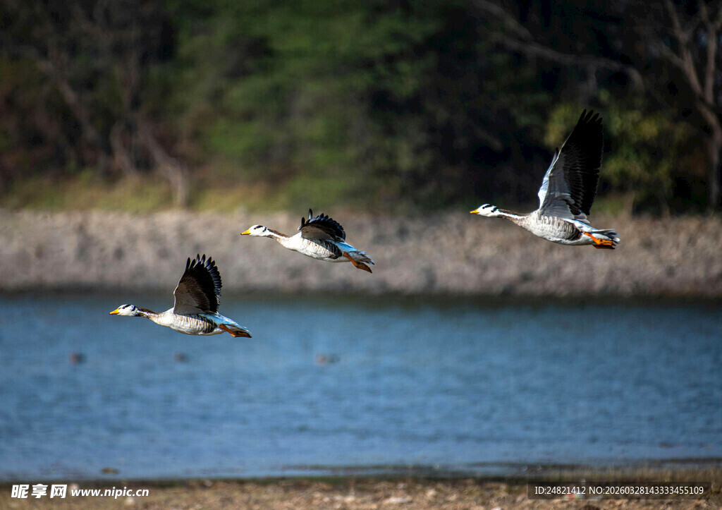 湖畔飞鸟展翅翱翔