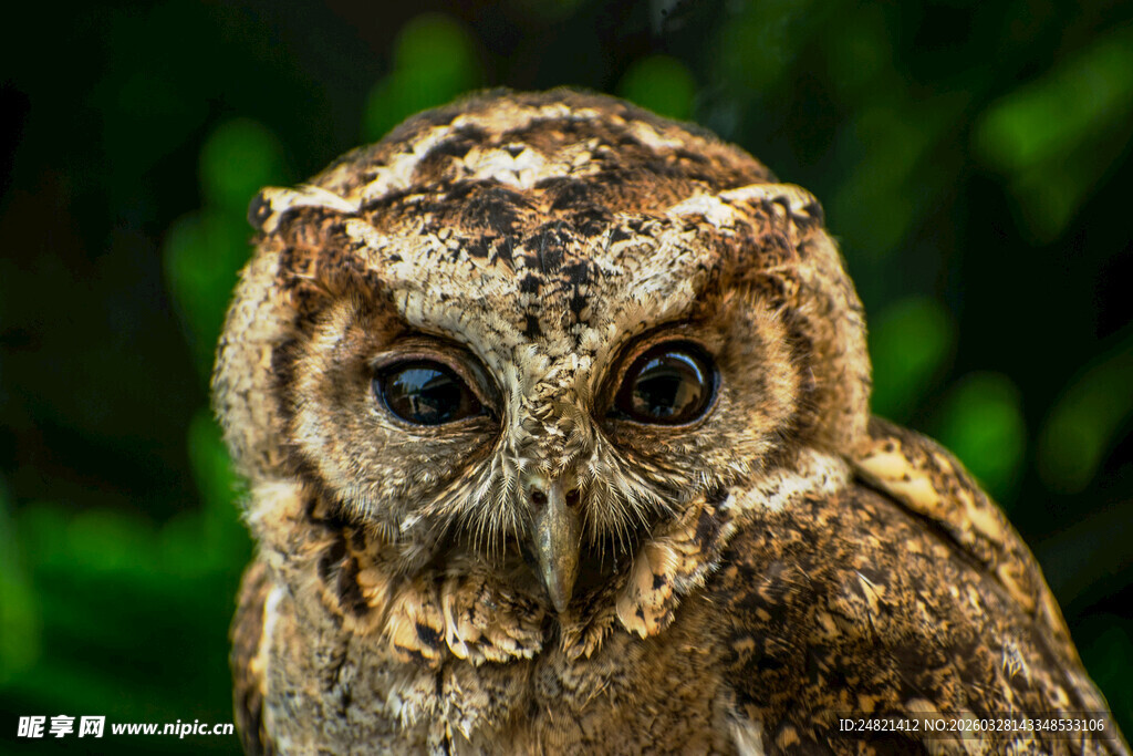 呆萌猫头鹰特写