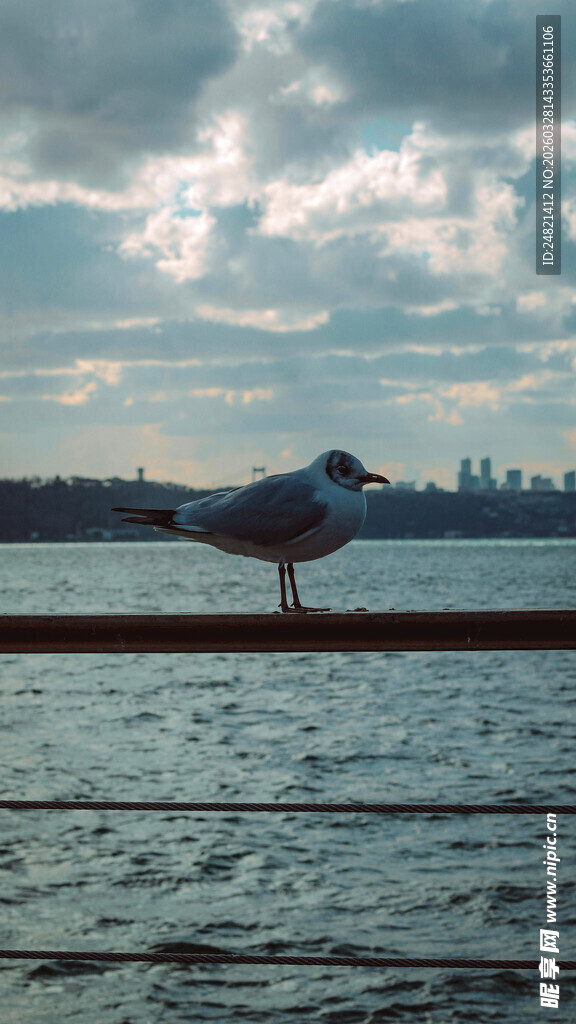 水边海鸥与远处城市景观