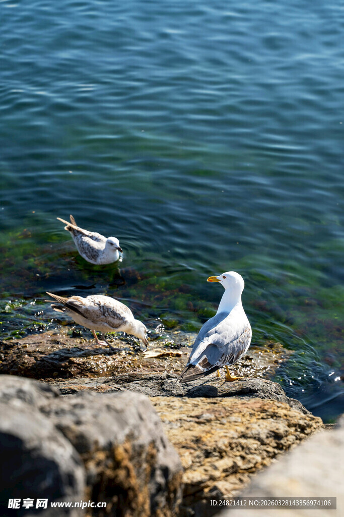 岩石上休憩的几只海鸥