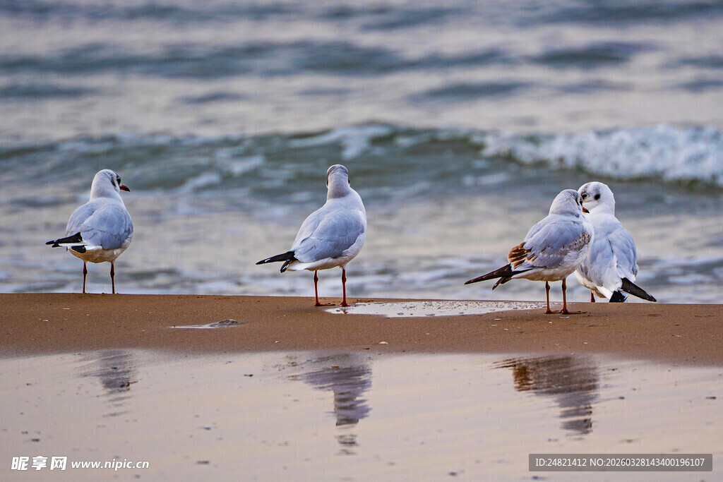 海边站立的几只海鸥