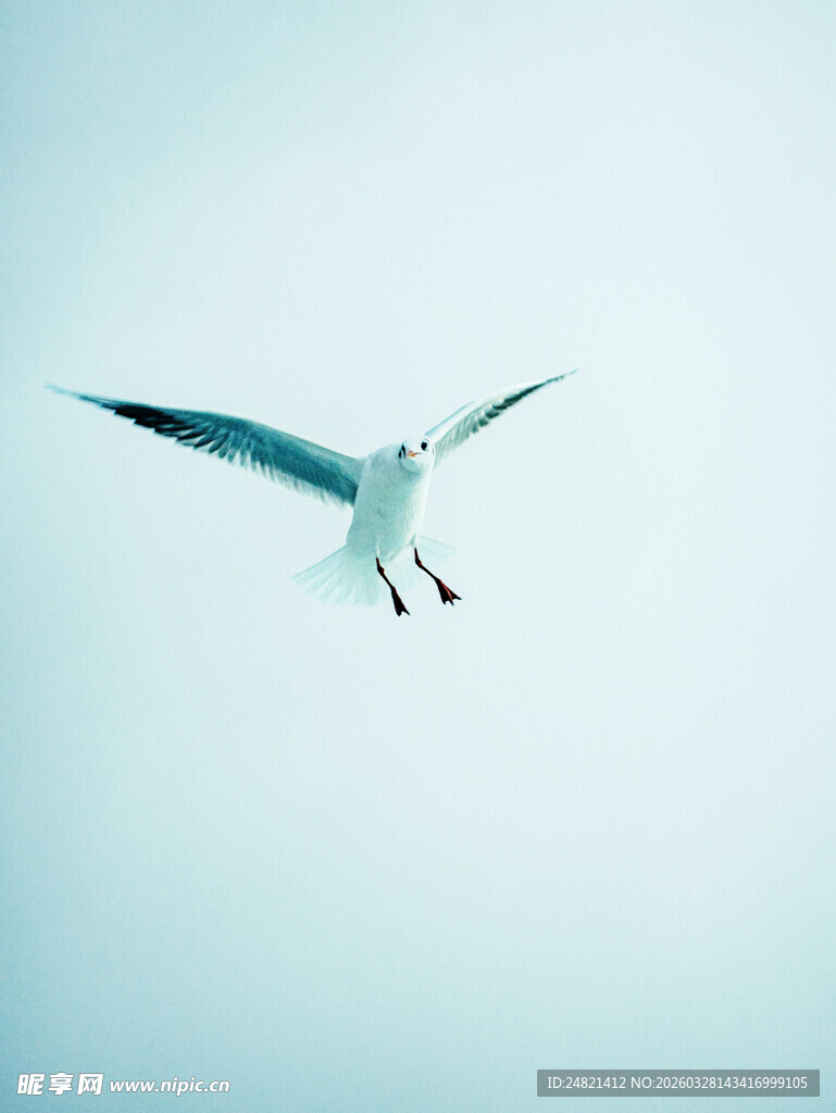 蓝天中翱翔的白色海鸥