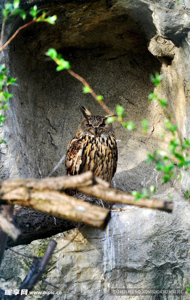 树枝上的两只猫头鹰