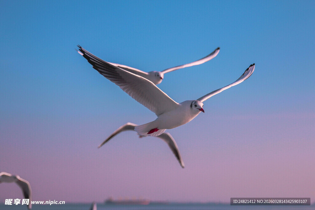 夕阳下飞翔的海鸥