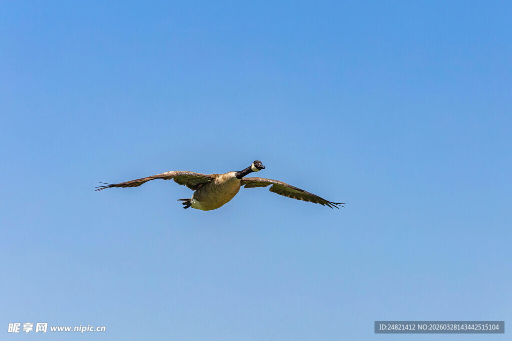 蓝天中展翅飞翔的鸟儿